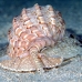 shell_li_h_0705_png2102.jpg